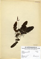 藏品(地耳蕨)的圖片